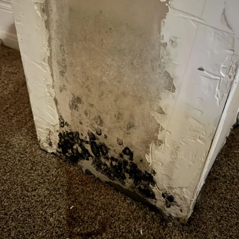 Professional Mold Removal in Leavenworth, WA